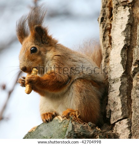 Closeup of brown squirrel eating cookie on a tree