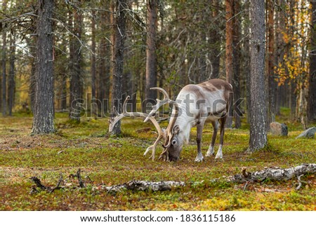 Similar – Image, Stock Photo Fur on moss Moss Nature