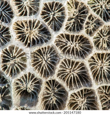 Dry sea coral closeup background