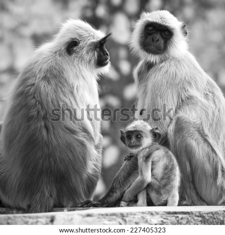 Gray langurs with babies sitting at the temple, India. Black and white photo