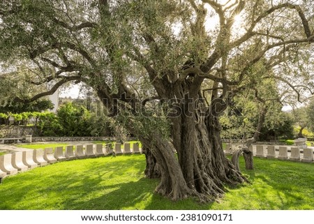 Similar – Image, Stock Photo Olive grove with ancient gnarled olive trees in Mallorca