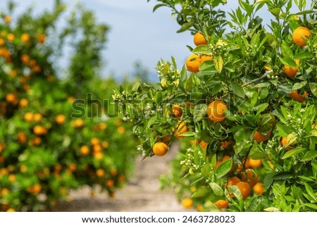 Similar – Image, Stock Photo closeup of beautiful orange dahlia blooming with fly sitting on it