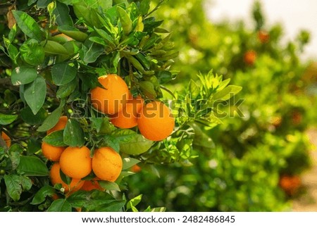 Image, Stock Photo Oranges on a tree