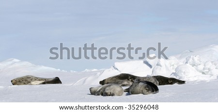 Weddell seals (Leptonychotes weddelli) resting on the sea ice in the Weddell Sea, Antarctica