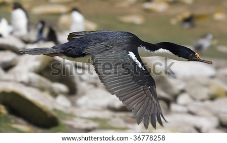 King cormorant (phalacrocorax atriceps) flying at Saunders Island, Falkland Islands