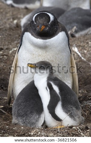 Family of gentoo penguins (Pygoscelis papua) at their nest at Sea Lion Island, Falkland Islands