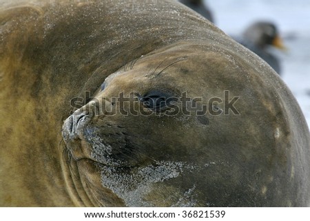 Young southern elephant seal bull (Mirounga leonina) on the beach on Seal Lion Island, Falkland Islands