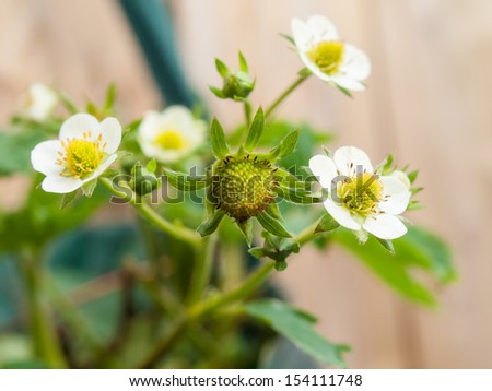 strawberry flowers and buds in close up with garden fencing in soft focus in background