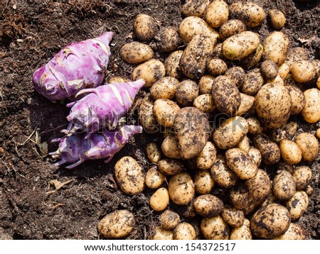 potatoes and kohlrabi  freshly harvested from a kitchen garden on top of rich dark garden soil