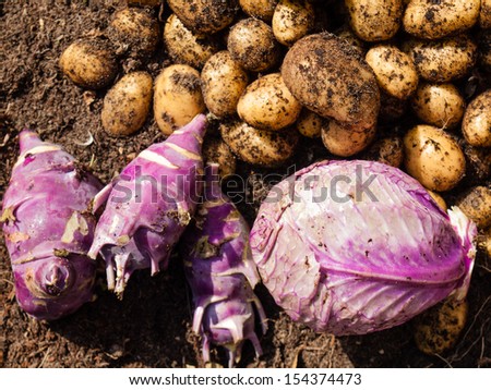 potatoes, red cabbage and kohlrabi  freshly harvested from a kitchen garden
