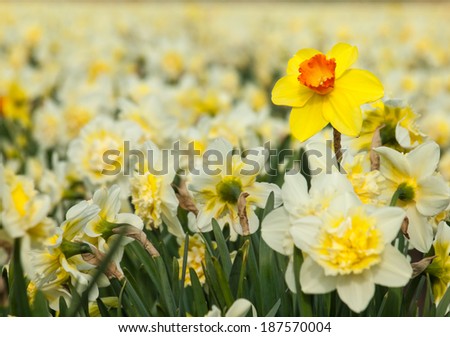 detail of individual long stemmed yellow trumpet daffodil in a fields of white double cup daffodils. Selective focus.