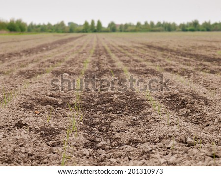 rows of green seedlings growing through rich brown soil in an onion field in spring