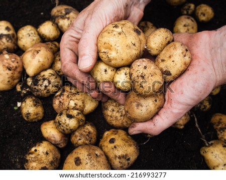 mans hand holding a  freshly harvested potatoes with rich dark soil behind
