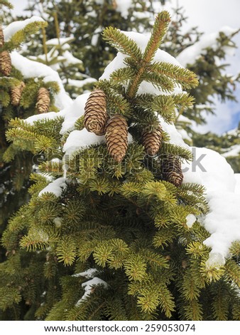 pine cones hanging in a conifer tree with snow covered branches