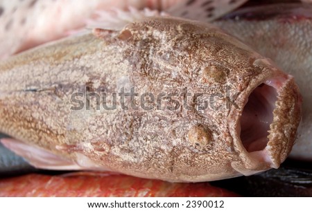 Fishing series - catch of fish -ugly fish