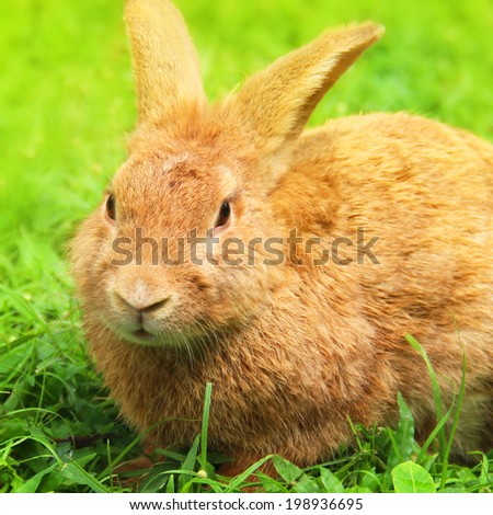 Cute Little Easter Bunny in the Meadow.