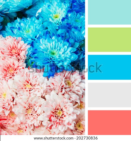 texture of blue and pink color chrysanthemum. Shallow depth of field. color palette swatches