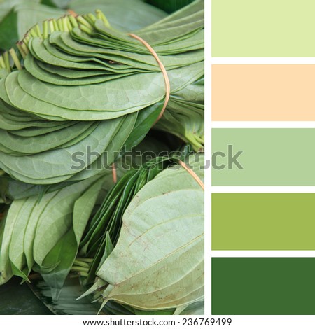 betel leaf on the market. color palette swatches.