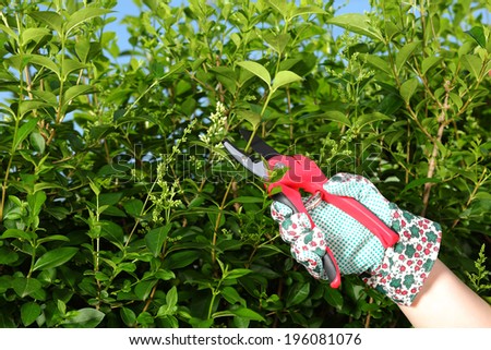 Gardening, trimming hedges, young girl working in the garden with a pair of scissors 3