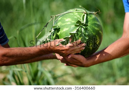 Watermelon in a vegitable garden