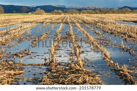 Flooded corn field after the harvest with clouds reflecting in the still water