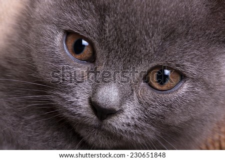 Beautiful domestic gray or blue British short hair cat with yellow or golden  eyes