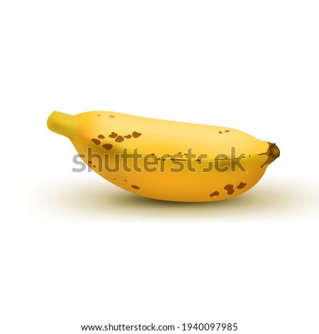 Realistic brown baby banana isolated on white background. Tropical fruit. Realistic vector illustration