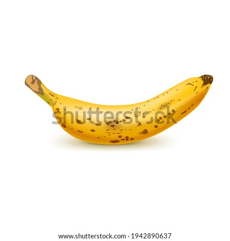 Realistic brown banana isolated on white background. Tropical fruit. Realistic vector illustration
