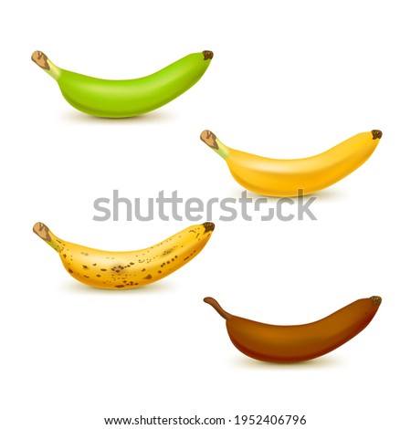 Realistic banana ripeness chart vector illustration. Set of 4 different color bananas, green underripe to brown over ripe.