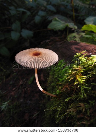 Mushroom in dim lit forest with green moss/Mushroom in dim lit forest