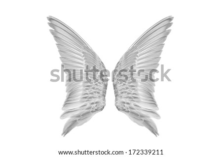 Pair of white bird wings from a sandpiper shorebird/Pair of white angelic bird wings from outside view