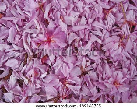 Background of soft pink petals from Cherry Blossom Tree/ Background Closeup of Pink Cherry Blossom Flower Petals