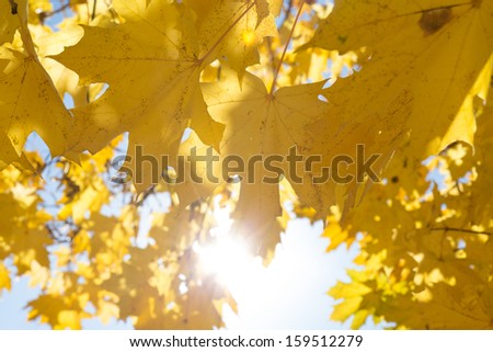 Yellow maple leaves on sky background with shining sun