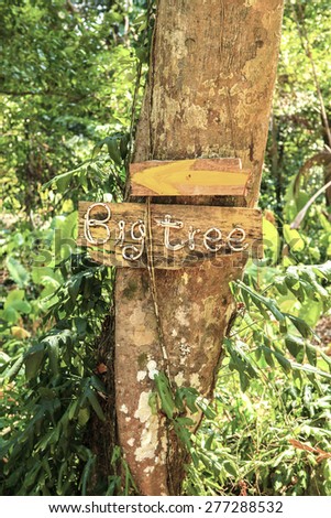 Wooden direction sign on the big tree isolated on forest  background