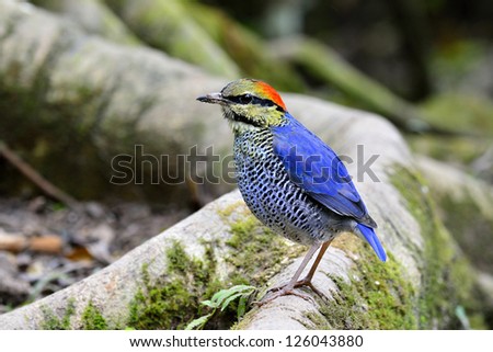 A male of Blue Pitta, on of the most wanted bird of Thailand, the must see bird in tropical countries. Pitta cyanea, bird
