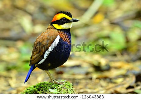 Male of Banded Pitta, the most wanted bird in southern of Thailand. A must see bird in Thailand. Pitta guajana, bird