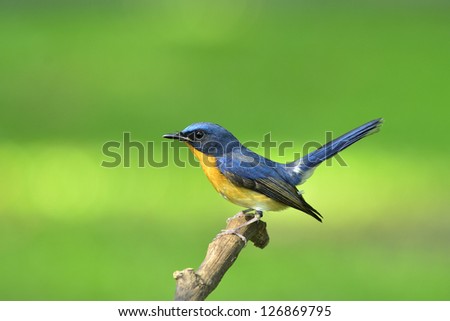 Hill Blue Flycatcher is another cute bird which is not common to see in garden or city parks. Cyornis banyumas, bird