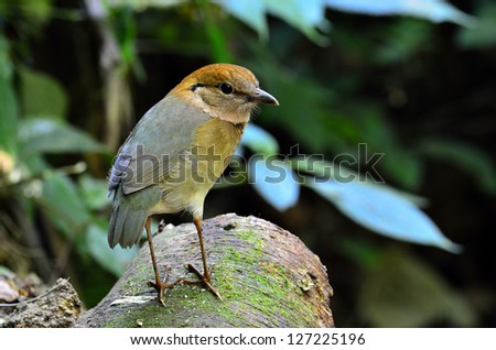 Rusty-naped Pitta is one of must see bird in Thailand and Asia, Pitta oatesi, bird