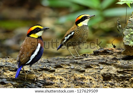 A best shot of both male and female of Banded Pitta on the same log