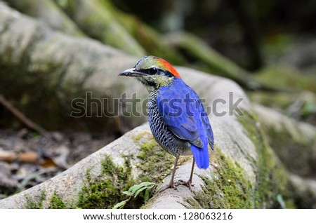 A blue pitta with nice back turning around his face