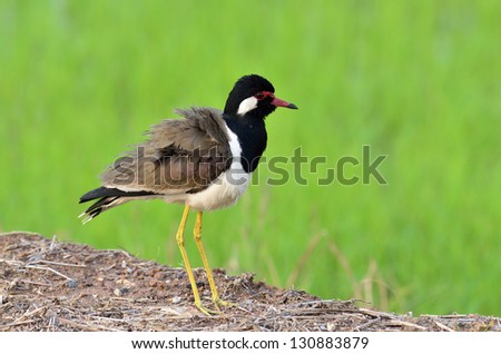 Spiky hair Red-wattled Lapwing on clear green background, bird
