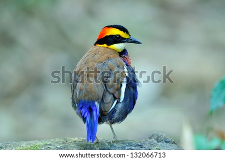 Male of Banded Pitta spiky hair do in the early morning with best back details, bird