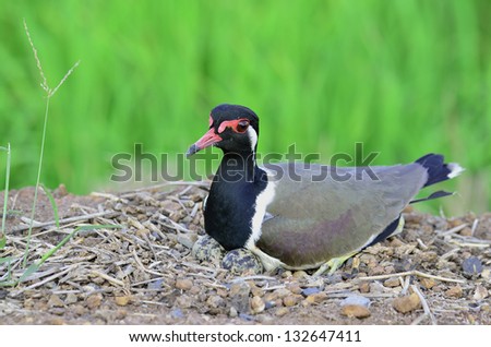 Red-wattled Lapwing hatching eggs in the opened nest, Vanellus indicus, bird