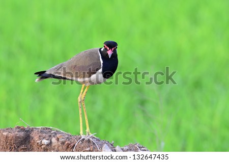 Red-wattled Lapwing standing with head to toe details, Vanellus indicus, bird