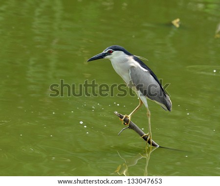 Black-crowned Night Heron perching on low stick fishing for fish in the pond, nycticorax, bird