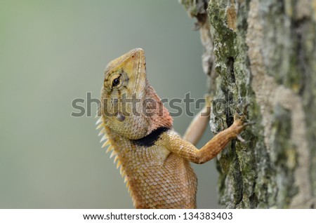 Blue lizard, brown Lizard, asian lizard, tree lizard with big eyes in closed up, small reptile with nice details on its painted body, lacerta viridis,