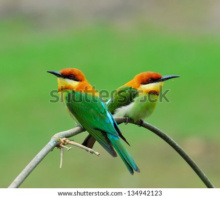 Chestnut-headed bee-eater, orange-headed bee-eater, merops leschenaulti, bird, a sweet pair of bee-eater