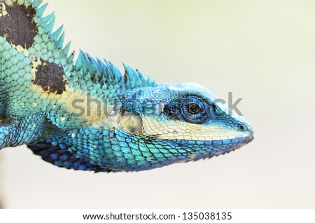 Blue lizard and green lizard (lacerta viridis), beauty colorful