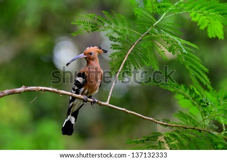 Eurasian Hoopoe or Common Hoopoe, Upupa epops, on the nice brance with insect in mouth about to feed chickens in their nest