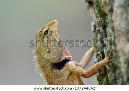 Brown Lizard, tree lizard with closeup details and big eyes